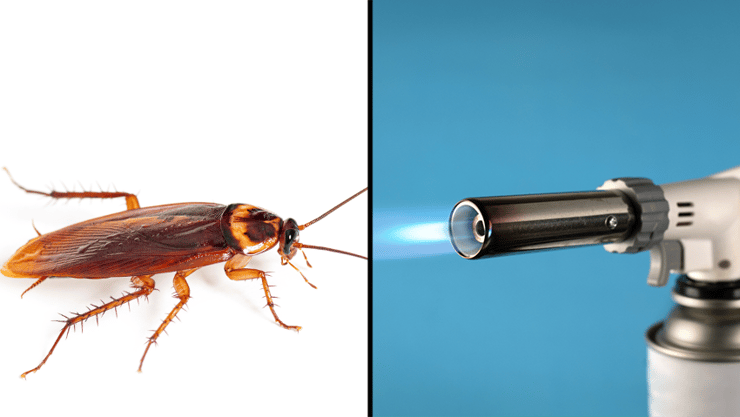 ג'וק להביור