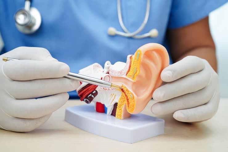 מערכת השמיעה. מאות גנים שונים יכולים לגרום לחירשות (צילום: shutterstock) אנטומיה של האוזן