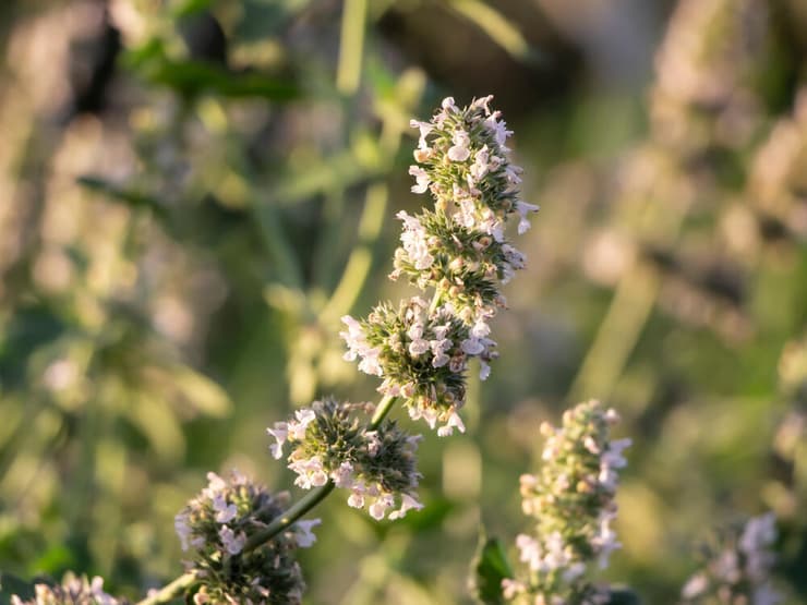 צמח הקטניפ, שמוכר בשמו העברי "נפית החתולים"