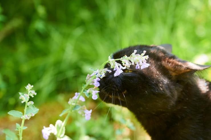 חתול מרחרח את צמח הקטניפ, שמוכר בשמו העברי "נפית החתולים"