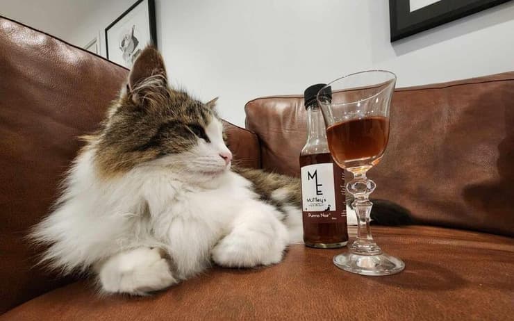 חתול לצד משקה היין נטול האלכהול של חברת Muttley's Estate, שנועד להרגעת חיות המחמד