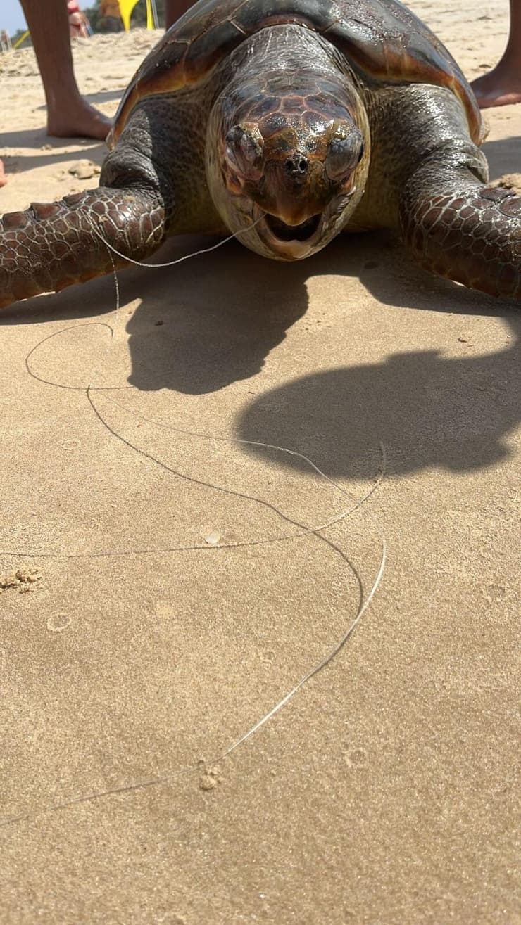 צב ים שנפגע מחוט דיג ומת (צילום: דיווח באפליקציית SeaWatch, החברה להגנת הטבע) צב ים שנפגע מחוט דיג ומת