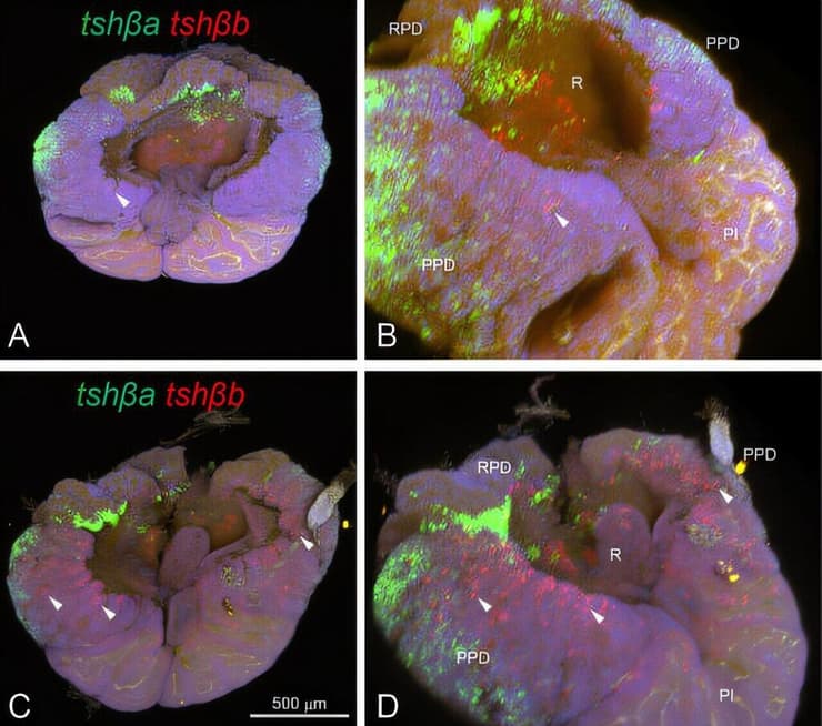 כאשר בלוטות יותרת המוח של הסלמון נחשפות לאור יום, הן מאירות באמצעות תירוטרופין (אדום וירוק)