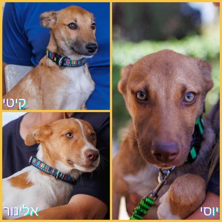 אלינור, יוסי וקיטי