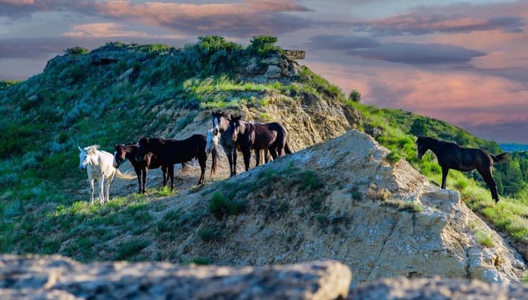 הפארק הלאומי תאודור רוזוולט (צילום: Sergey Demo SVDPhoto / shutterstock) הפארק הלאומי תאודור רוזוולט