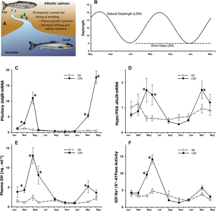 שינויים באור היום משפיעים על מועד נדידת דגי הסלמון