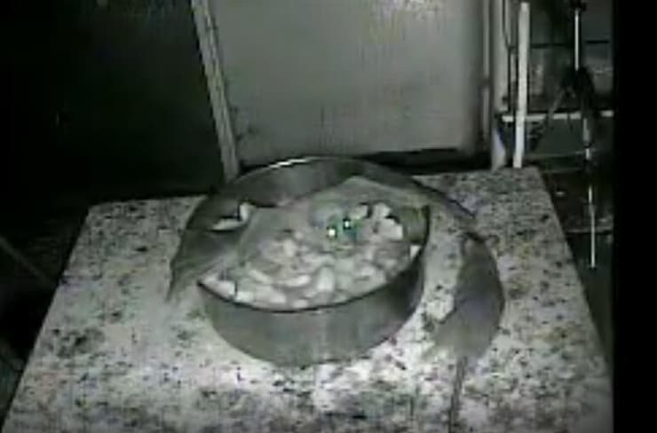 עטלף מול חולדה. מתוך המחקר (צילום: אוניברסיטת תל אביב) עטלף מול חולדה. מתוך המחקר