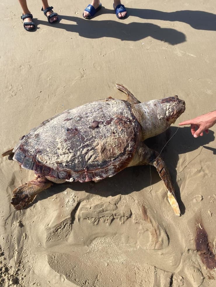 הצב ממעגן מיכאל (צילום: מתוך הדיווח באפליקציית SeaWatch, החברה להגנת הטבע) הצב ממעגן מיכאל