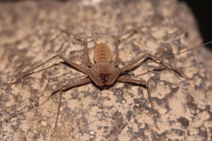 עקרביש עיוור (צילום: שלמי אהרן) עקרביש עיוור