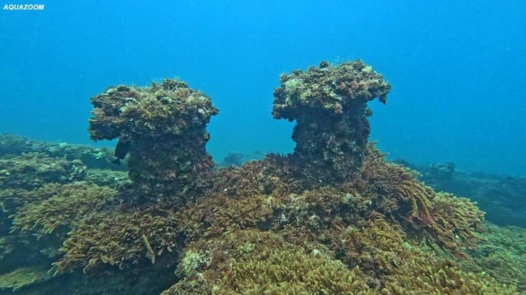 הספינה מושכת אליה צוללים