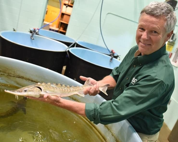 סטיבן מקורמיק עם דג סטיבן מקורמיק עם דג חדקן במעבדת המחקר לדגים אנדרומיים