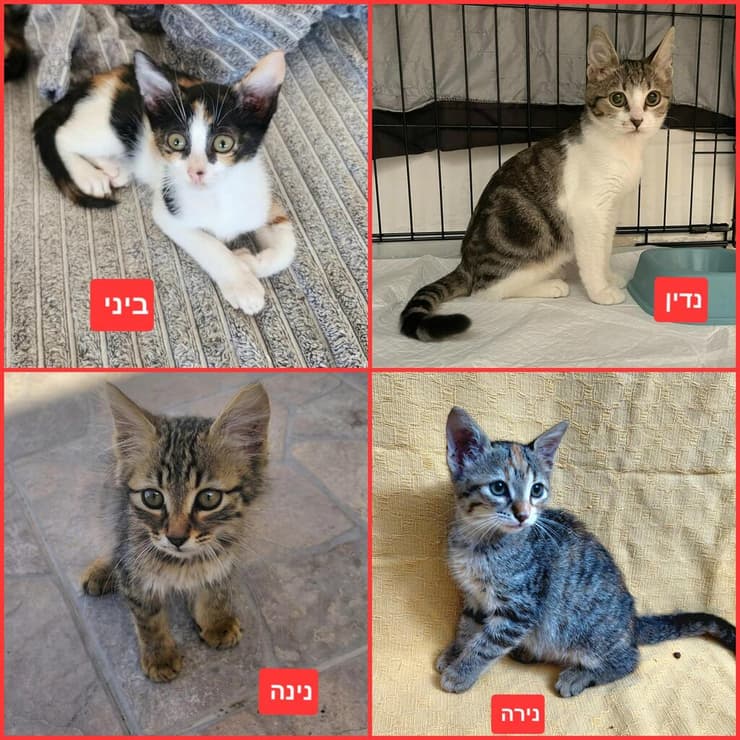 גורי חתולים