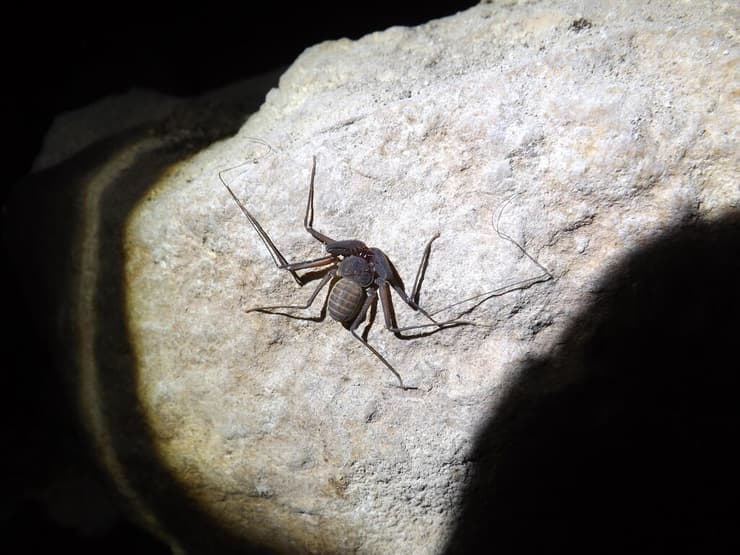 עקרביש ים-תיכוני (צילום: שלמי אהרן) עקרביש ים-תיכוני