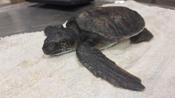 הצב מאשדוד במרכז ההצלה (צילום: מרכז ההצלה לצבי ים, רשות הטבע והגנים) הצב מאשדוד במרכז ההצלה