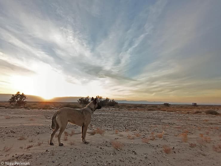 לולה בזריחה (צילום: יואב פרלמן) לולה בזריחה