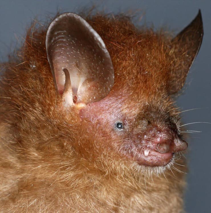 העטלף Murina alvarezi שהתגלה בפיליפינים