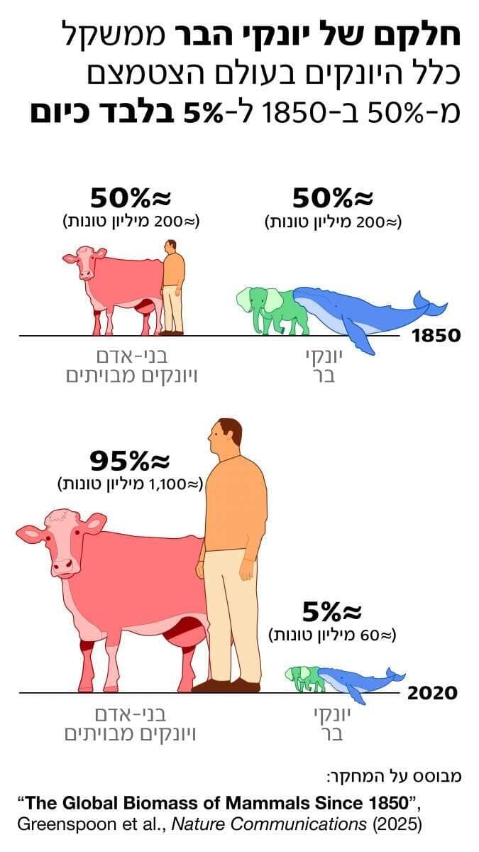 איור: איתי רווה