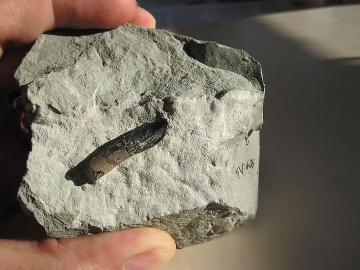 שן של דינוזאור מהסוג Europasaurus שנמצאה בתוך סלע גיר בהרי הרץ בגרמניה, ושימשה במחקר הנוכחי (צילום: Thomas Tütken, אוניברסיטת גטינגן) שן של דינוזאור מהסוג Europasaurus שנמצאה בתוך סלע גיר בהרי הרץ בגרמניה, ושימשה במחקר הנוכחי