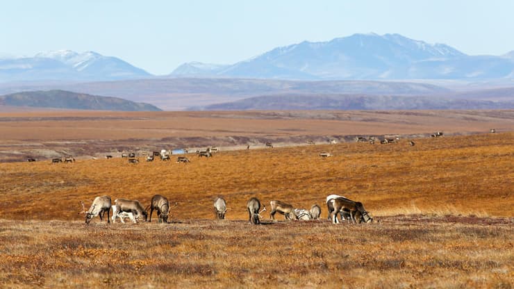 טונדרה באזור הארקטי של סיביר ( צילום: Andrei Stepanov/Shutterstock) טונדרה באזור הארקטי של סיביר