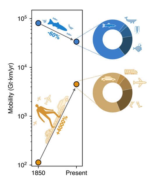 השינוי בתנועת הביומסה ב-170 השנים האחרונות (בג'יגטון-קילומטר לשנה). תנועת הביומסה בים פחתה בכ-60% מאז 1850 בעקבות דיג מסחרי, בעוד תנועת הביומסה האנושית גדלה ב-4,000%. מרבית תנועת הביומסה הימית כיום היא תנועת דגים מסוגים שונים (85%) והיתר היא תנועת זואופלנקטון (כ-10%) ויונקים ימיים (כ-5%). תנועת הביומסה האנושית כיום מתבצעת בעיקר בכלי רכב מנועיים בכבישים (כ-65%) וגם בהליכה ורכיבה על אופניים (כ־20%), טיסה (כ־10%) וברכבות (כ־5%) (איור: באדיבות מכון ויצמן למדע) השינוי בתנועת הביומסה ב-170 השנים האחרונות (בג'יגטון-קילומטר לשנה). תנועת הביומסה בים פחתה בכ-60% מאז 1850 בעקבות דיג מסחרי, בעוד תנועת הביומסה האנושית גדלה ב-4,000%. מרבית תנועת הביומסה הימית כיום היא תנועת דגים מסוגים שונים (85%) והיתר היא תנועת זואופלנקטון (כ-10%) ויונקים ימיים (כ-5%). תנועת הביומסה האנושית כיום מתבצעת בעיקר בכלי רכב מנועיים בכבישים (כ-65%) וגם בהליכה ורכיבה על אופניים (כ־20%), טיסה (כ־10%) וברכבות (כ־5%)