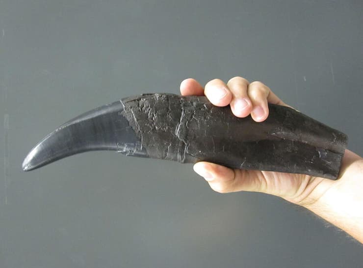 שן של טירנוזאורוס רקס שנמצאה בקנדה, דומה לשיניים שהרכב האמייל שלהן נותח במחקר (צילום: Thomas Tütken, אוניברסיטת גטינגן) שן של טירנוזאורוס רקס שנמצאה בקנדה, דומה לשיניים שהרכב האמייל שלהן נותח במחקר