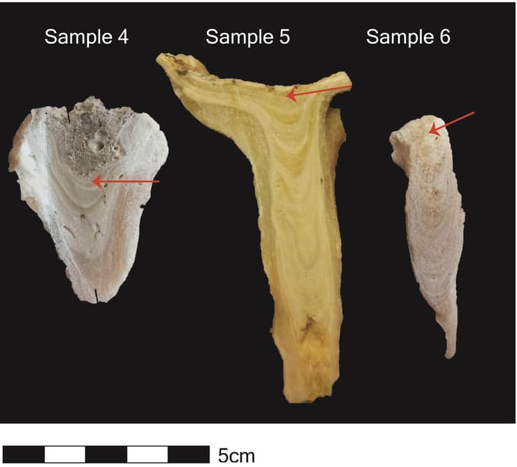 נטיפים שנדגמו לתיארוך. מיקום השכבות שנלקחו לתיארוך מסומן בחץ אדום (צילום: ד"ר עזריאל יחזקאל) נטיפים שנדגמו לתיארוך. מיקום השכבות שנלקחו לתיארוך מסומן בחץ אדום