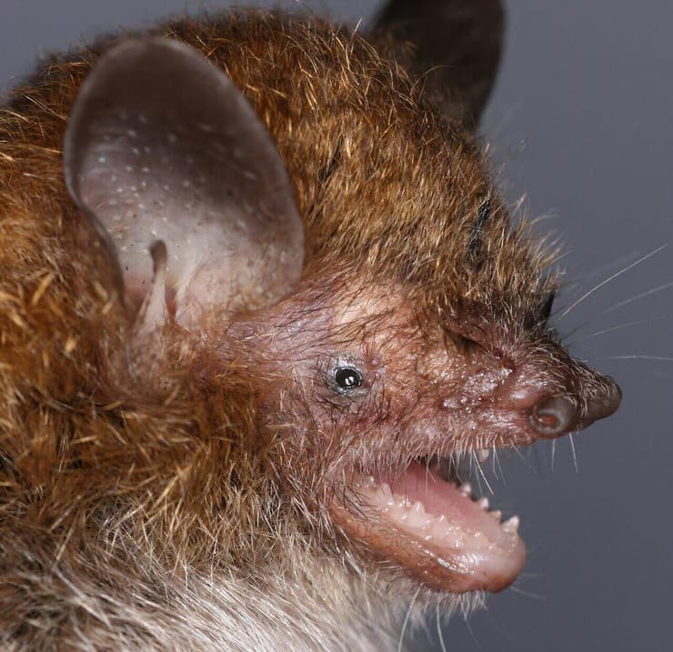 העטלף Murina philippinensis שהתגלה בפיליפינים