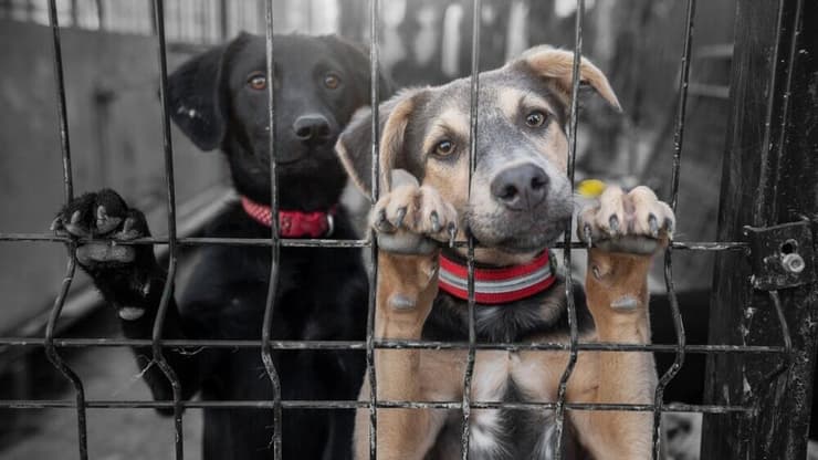 רוצים לשכב איתם? תצטרכו לתרום להם כסף. מקלט לחיות (צילום: shutterstock) מקלט לחיות