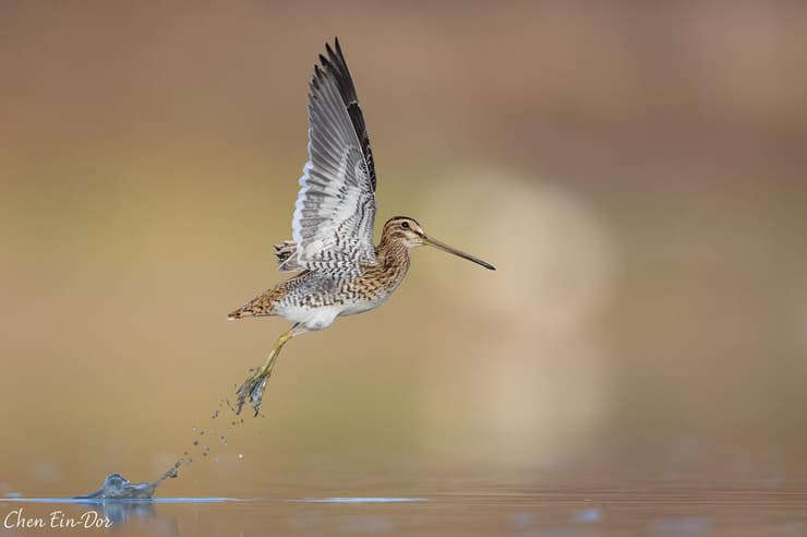חרטומית ביצות
