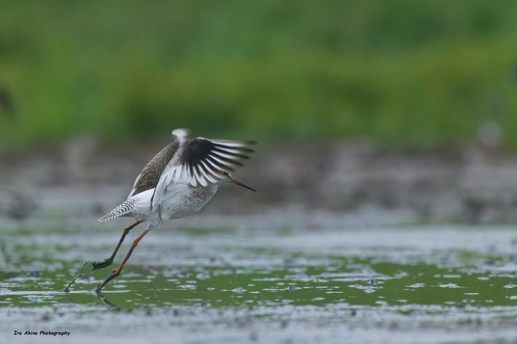 ביצנית לבנת-כנף