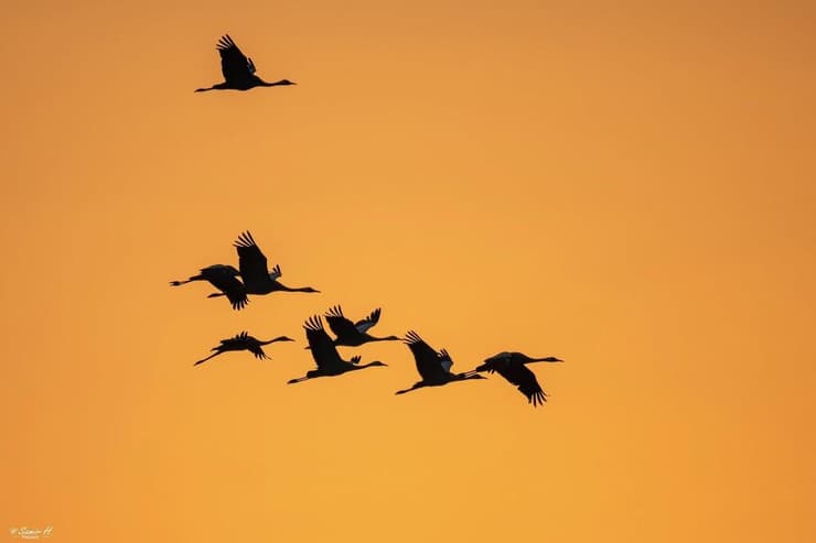 עגורים בזריחה