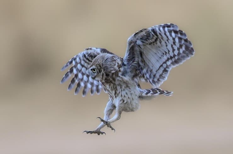 כוס החורבות