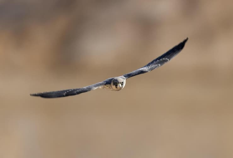בז שחור צעיר