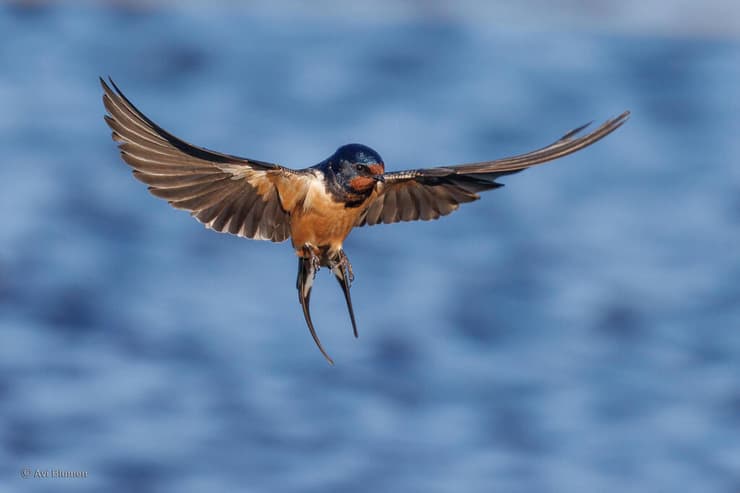 סנונית הרפתות