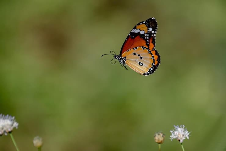 דנאית הדורה