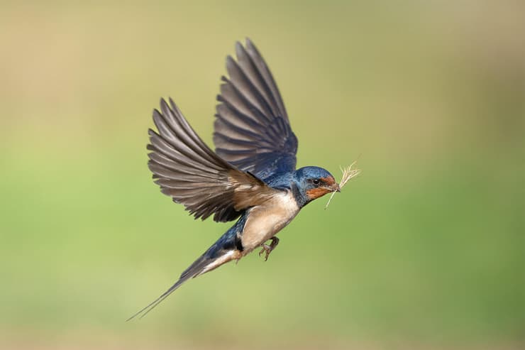 סנונית הרפתות