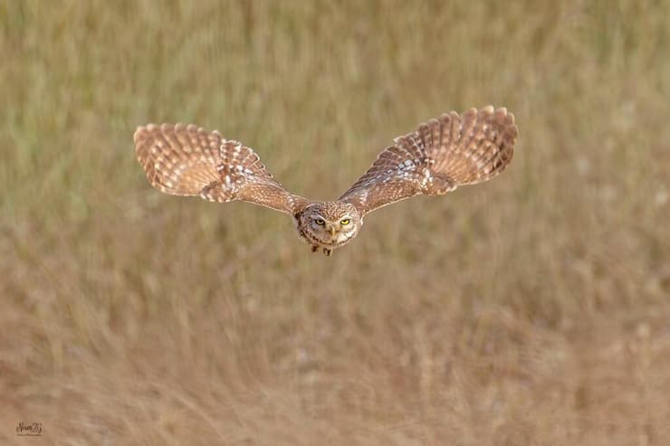 כוס החורבות
