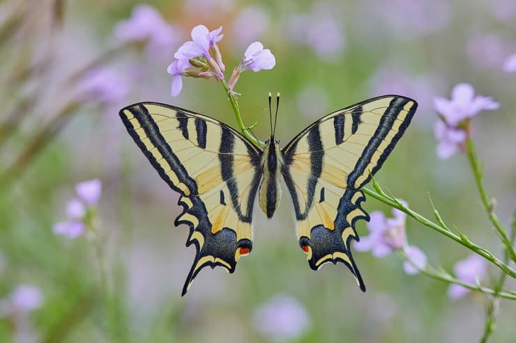 זנב סנונית המכבים