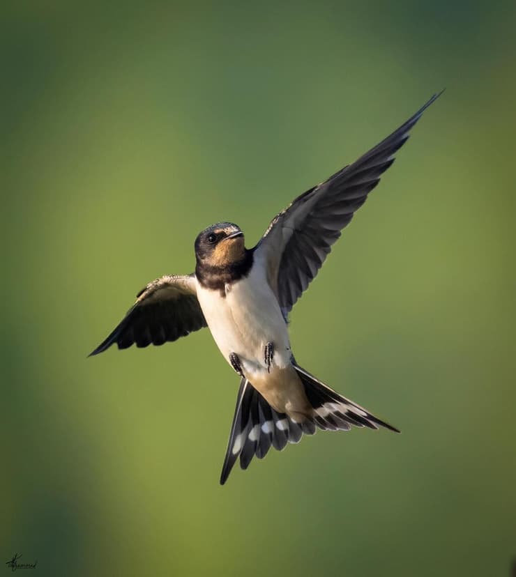 סנונית הרפתות