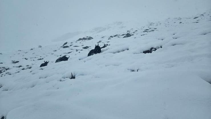 יאקים שוקעים בשלג בצפון נפאל: "הפאניקה גדולה" סופת שלגים בצפון נפאל