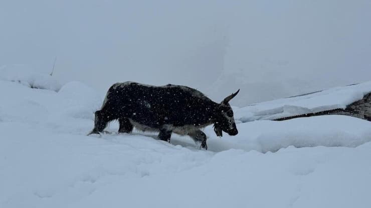 יאק בסופה סופת שלגים בצפון נפאל