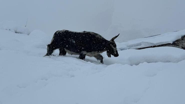 סופת שלגים בצפון נפאל
