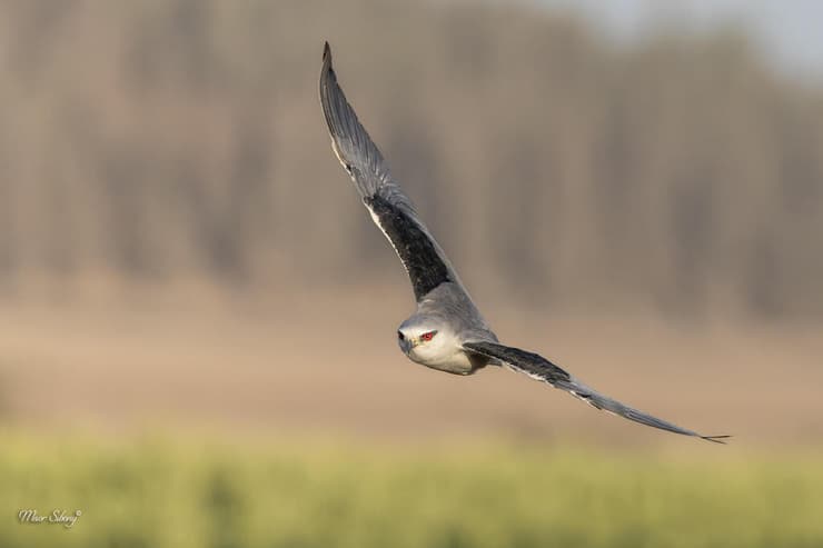 דאה שחורת-כתף