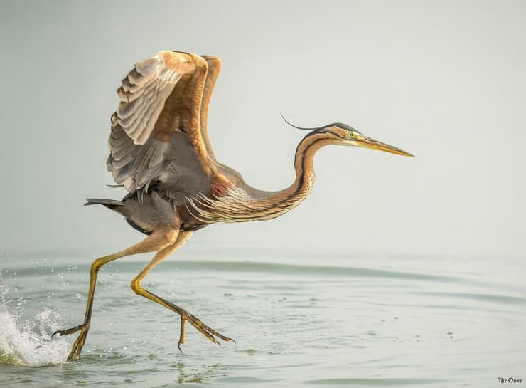 אנפה ארגמנית