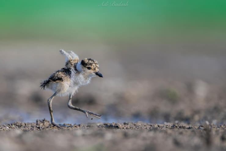 אפרוח סיקסק