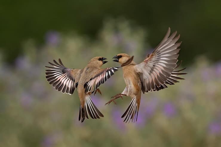 חצוצרנים שחורי-מקור