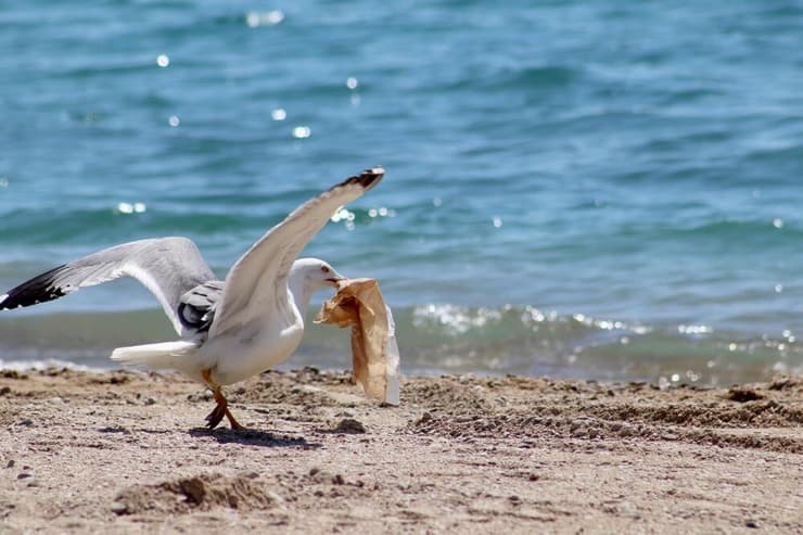 שחף עם פסולת פלסטיק במקורו (צילום: Marcio Cimatti/Shutterstock) שחף עם פסולת פלסטיק במקורו