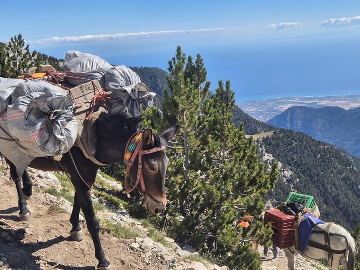 פרדות נושאות אספקה לבקתות (צילום: ג'ולי יפה) פרדות נושאות אספקה לבקתות
