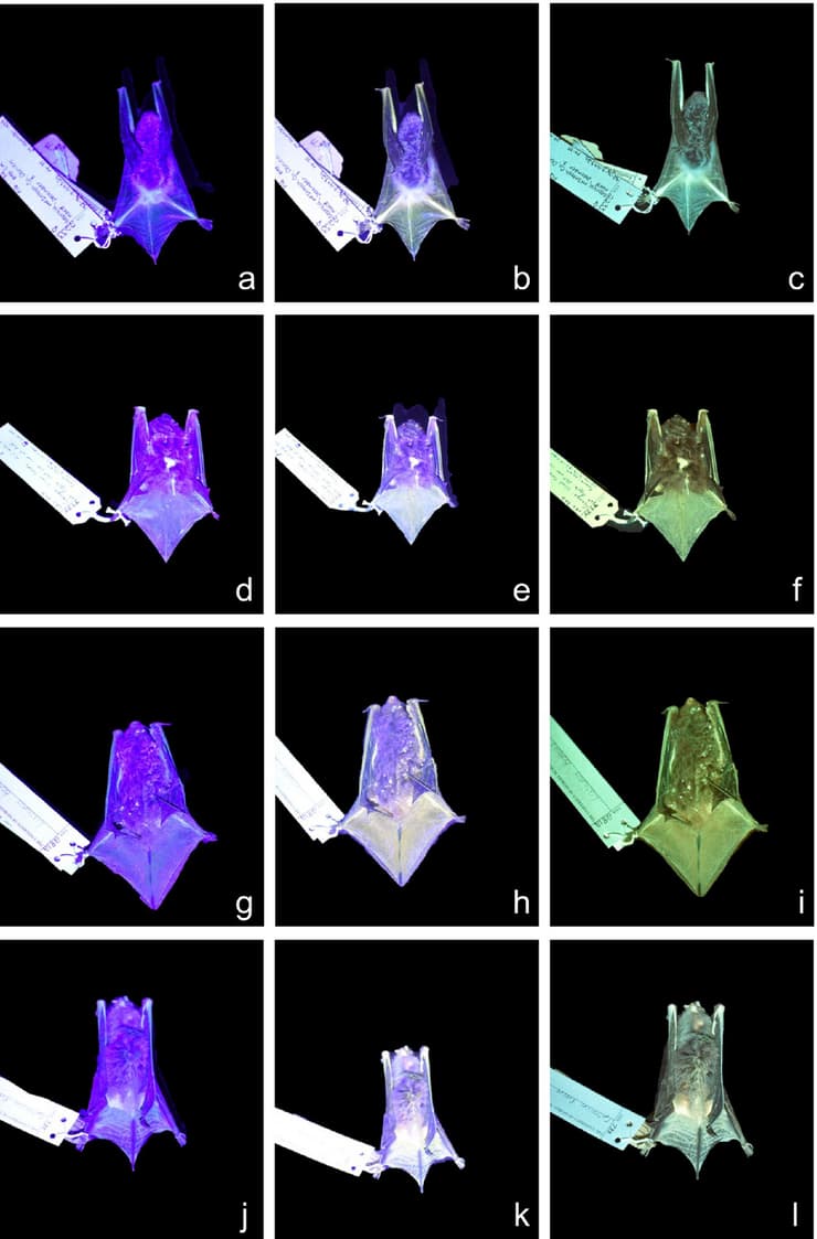 העטלפים הזוהרים (צילום: מתוך המחקר) העטלפים הזוהרים