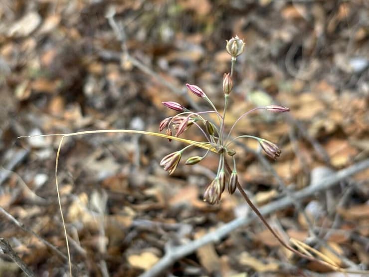 שום סתווי בשמורת הטבע הר מירון (צילום: חנה קלנר) שום סתווי בשמורת הטבע הר מירון